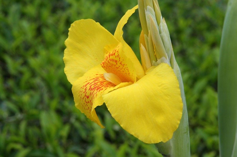 Cameron Highlands12